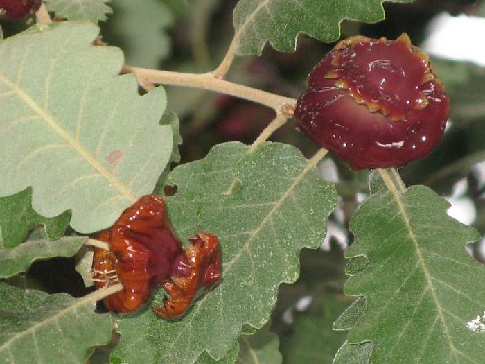 Agallas (Quercus pubescens) (2)